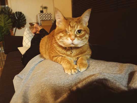 猫 豆苗 隠しておいた 見つかった 盗み食い