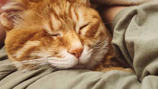 猫 豆苗 隠しておいた 見つかった 盗み食い