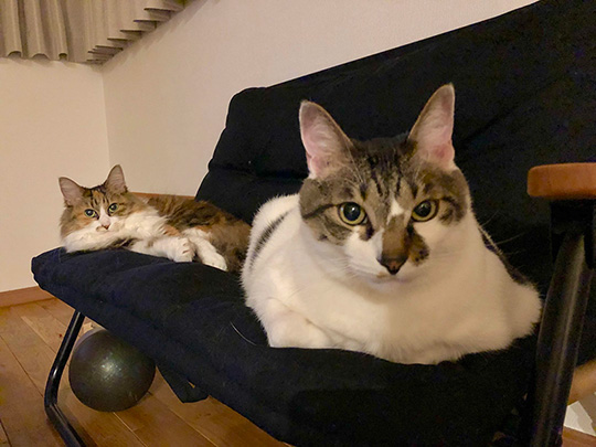 ほそいあやさん