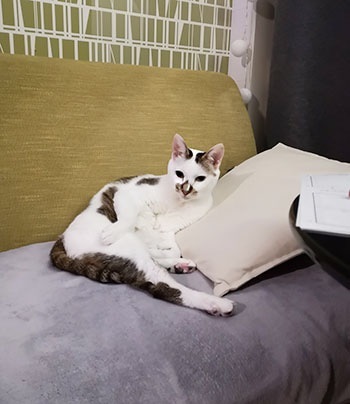 ちゃっかり猫ちゃん