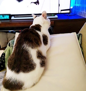 ちゃっかり猫ちゃん