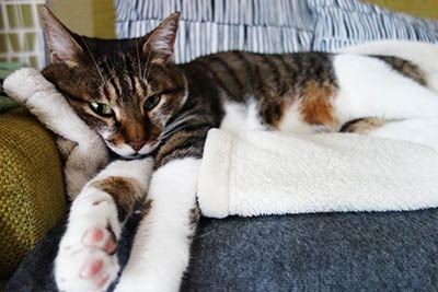 ちゃっかり猫ちゃん