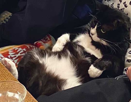 アニメ鑑賞 割り込む ボス 猫 座り方 保護猫 サブちゃん