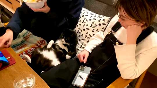 アニメ鑑賞 割り込む ボス 猫 座り方 保護猫 サブちゃん