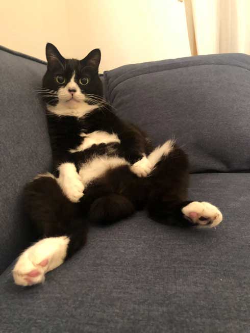 アニメ鑑賞 割り込む ボス 猫 座り方 保護猫 サブちゃん