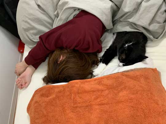 アニメ鑑賞 割り込む ボス 猫 座り方 保護猫 サブちゃん