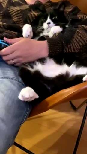 アニメ鑑賞 割り込む ボス 猫 座り方 保護猫 サブちゃん