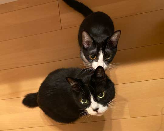 アニメ鑑賞 割り込む ボス 猫 座り方 保護猫 サブちゃん