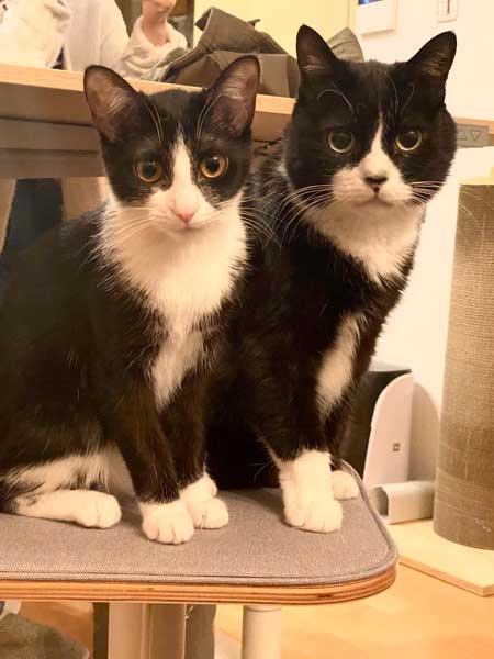 アニメ鑑賞 割り込む ボス 猫 座り方 保護猫 サブちゃん