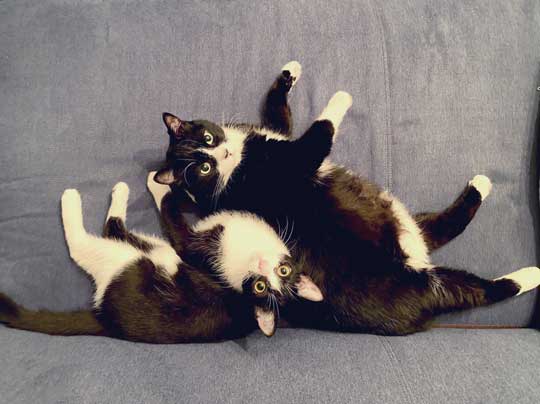 アニメ鑑賞 割り込む ボス 猫 座り方 保護猫 サブちゃん