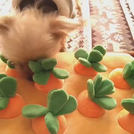 にんじんを引っこ抜くりんちゃん