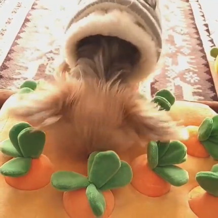 にんじんを引っこ抜くりんちゃん