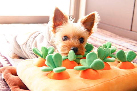 りんちゃんいろいろ