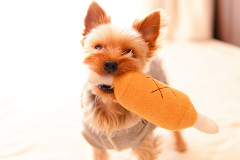 りんちゃんいろいろ