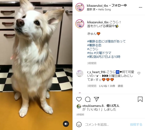 着飾る恋には理由があって こうじ ドラマ 横浜流星 犬