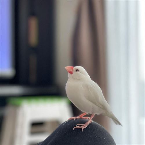 文鳥