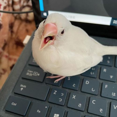 文鳥