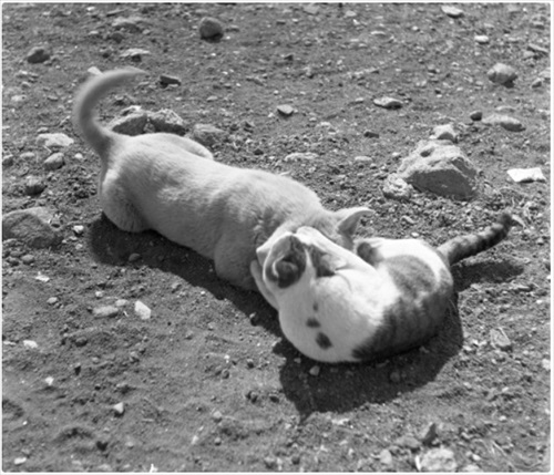 南極へ行った猫　たけし