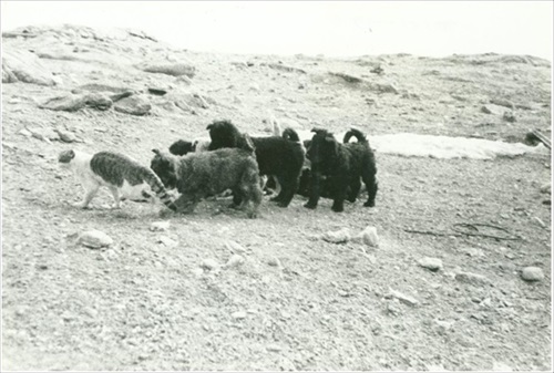 南極へ行った猫　たけし