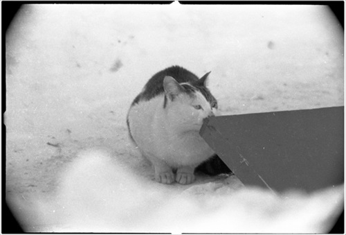 南極へ行った猫　たけし