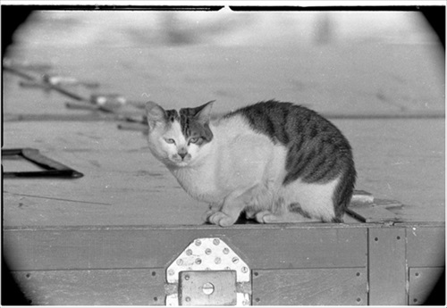 南極へ行った猫　たけし