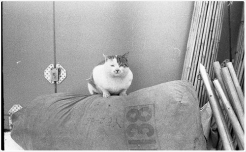 南極へ行った猫　たけし