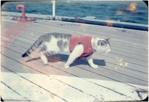 南極へ行った猫　たけし