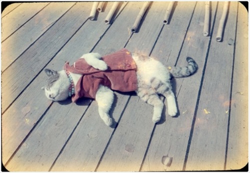 南極へ行った猫　たけし