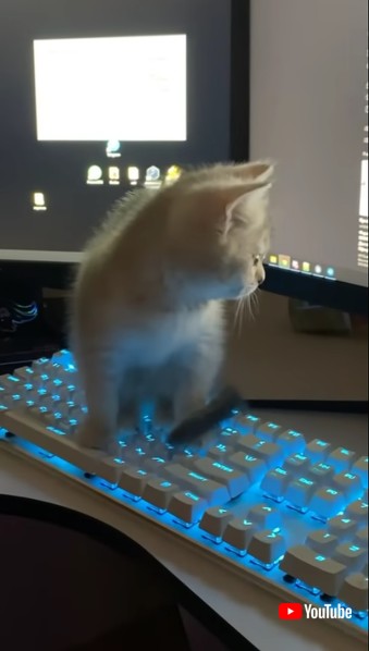 キーボードに乗る子猫