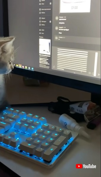 キーボードに乗る子猫