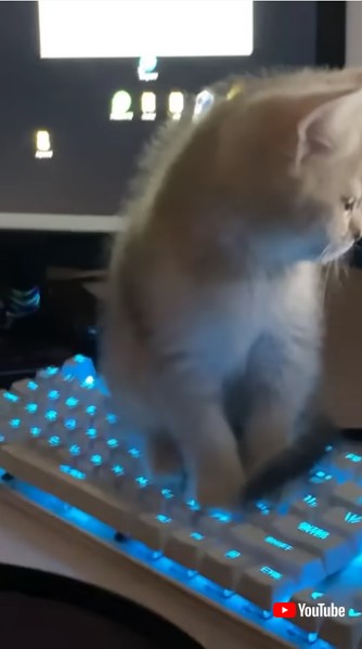 キーボードに乗る子猫