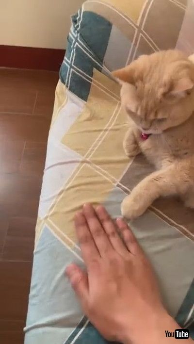 「Cat Mimics Owner's Coin Trick || ViralHog」