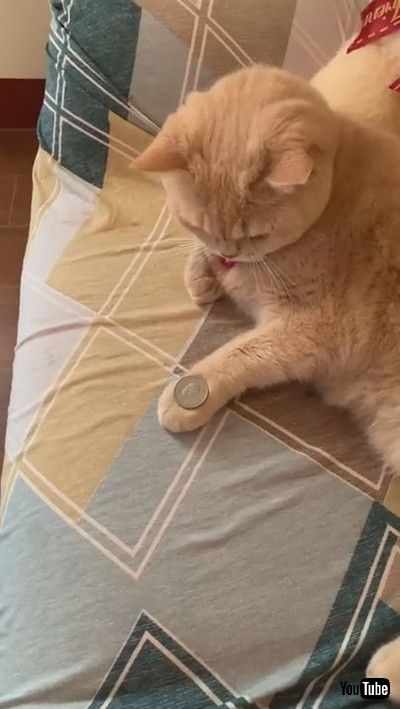 「Cat Mimics Owner's Coin Trick || ViralHog」