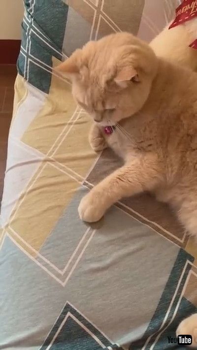 「Cat Mimics Owner's Coin Trick || ViralHog」