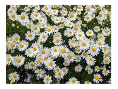 小林麻耶 あきら 國光吟 現在 別居