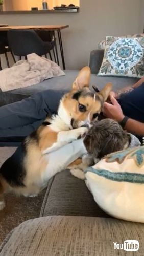 Gentle with His Older Brother