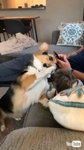 Gentle with His Older Brother