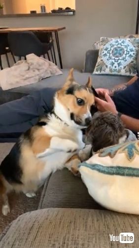 Gentle with His Older Brother