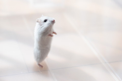 ウォーキングましろくん