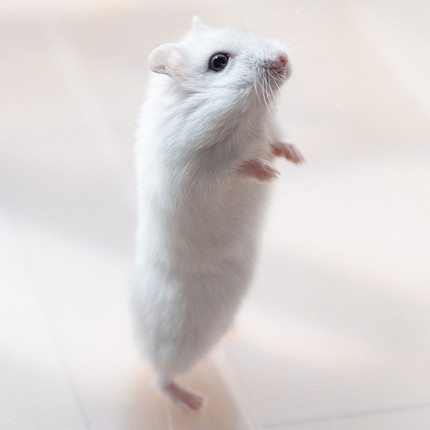 ウォーキングましろくん