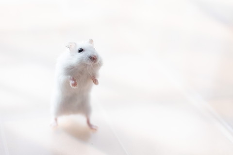 ウォーキングましろくん