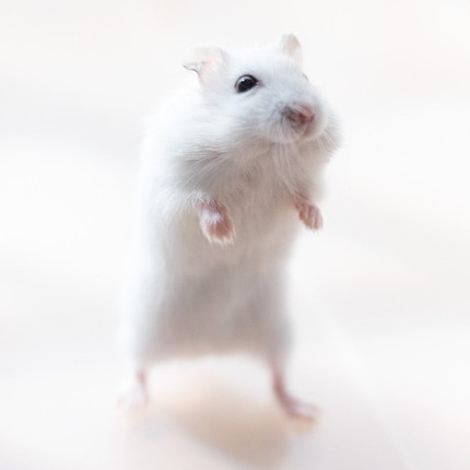 ウォーキングましろくん