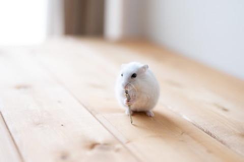 ましろくんいろいろ