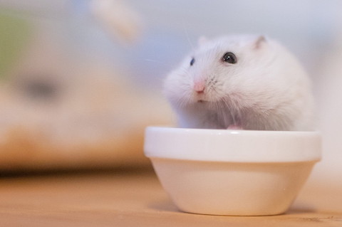 ましろくんいろいろ