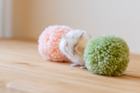 ましろくんいろいろ