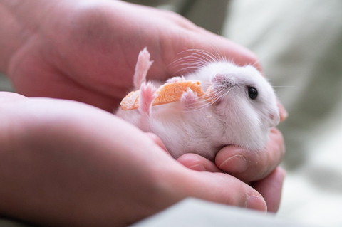 ましろくんいろいろ