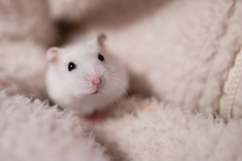 ましろくんいろいろ