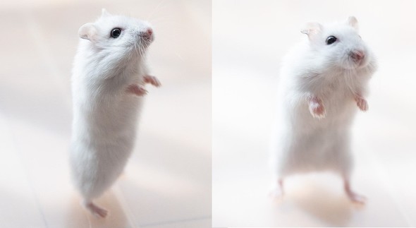 歩くハムスター