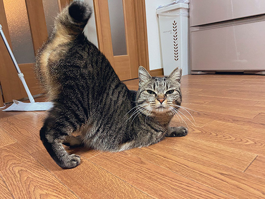 3本足のしじみちゃん