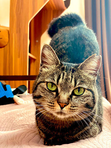 3本足のしじみちゃん